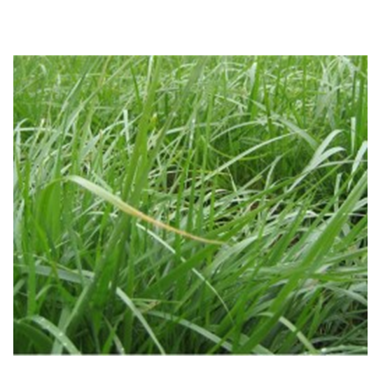 All Purpose Pasture Mix 25 lb