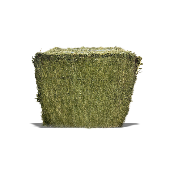 Blue Mountain Hay Organic Alfalfa Hay Compressed Bale 50 lb