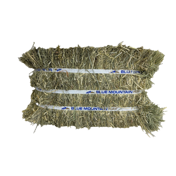 Blue Mountain Hay Teff Hay Compressed Bale 55 lb