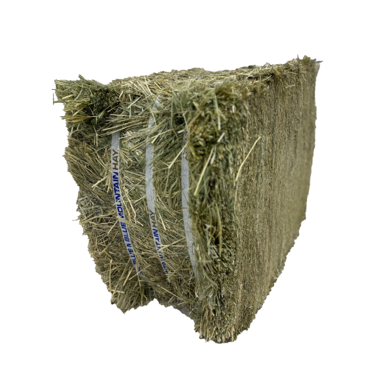 Blue Mountain Hay Teff Hay Compressed Bale 55 lb