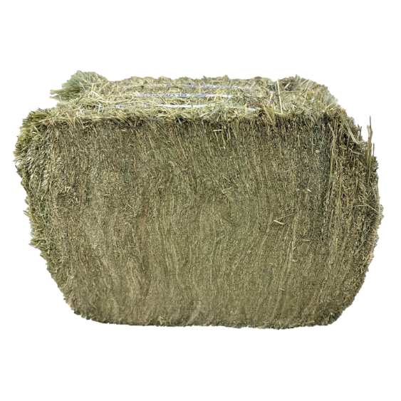 Blue Mountain Hay Teff Hay Compressed Bale 55 lb
