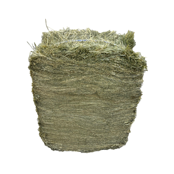 Blue Mountain Hay Teff Hay Compressed Bale 55 lb