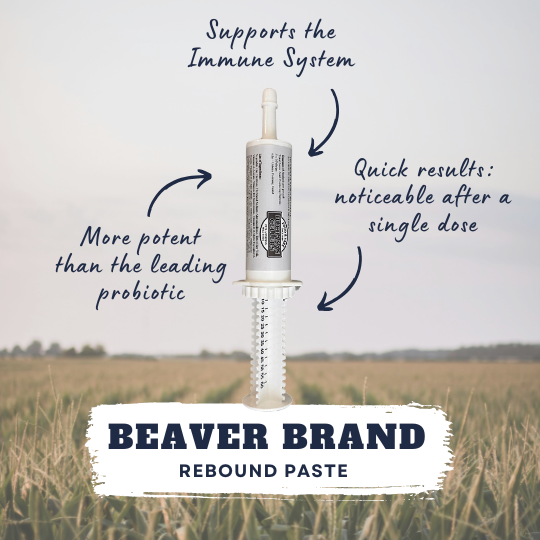 Beaver Brand Rebound Paste, All Breed Immune System Supplement 60 gm