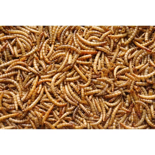 Trade King Dried Mealworms 11 lb