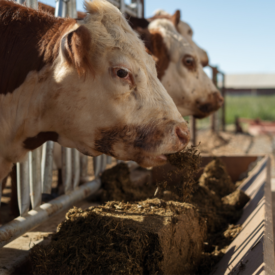 FreshPac Alfalfa 50 lb