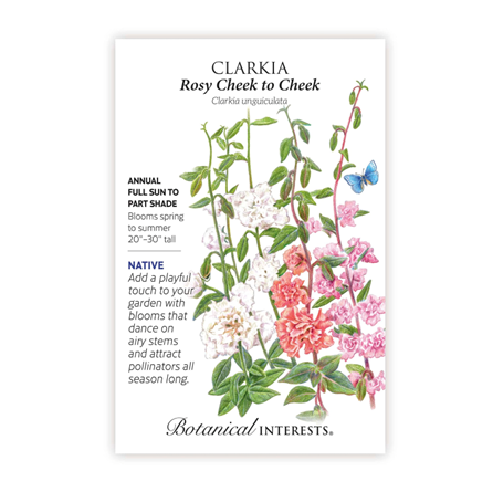 Botanical Interest Rosy Cheek to Cheek Clarkia Seeds