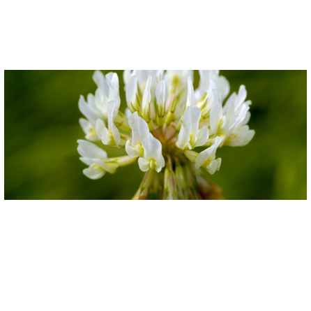 White Dutch Clover 50 lb