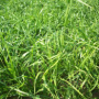 Gulf Annual Ryegrass Seed 50 lb